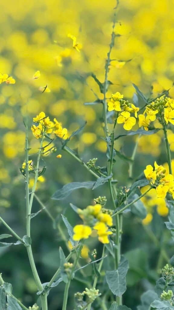 0b41a629 fb4e 4d8e bfa6 9d37ec30d788