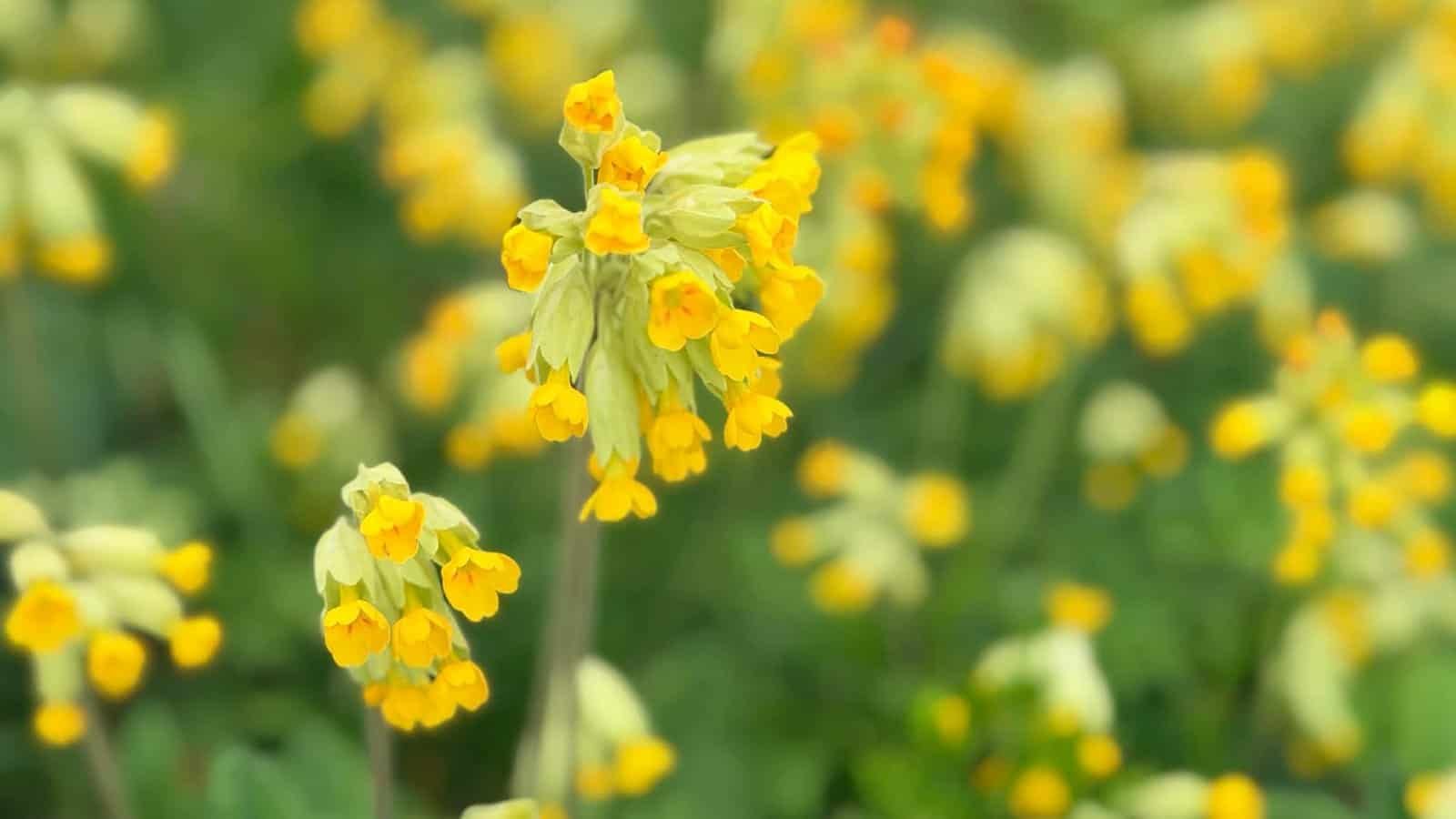 cycling and walking fitness tracker